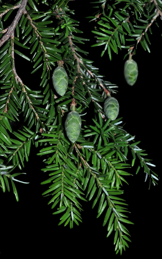 Tsuga canadensis