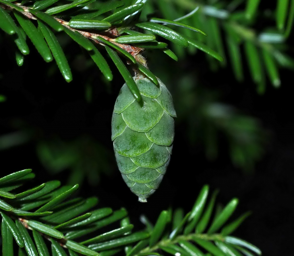 Tsuga canadensis