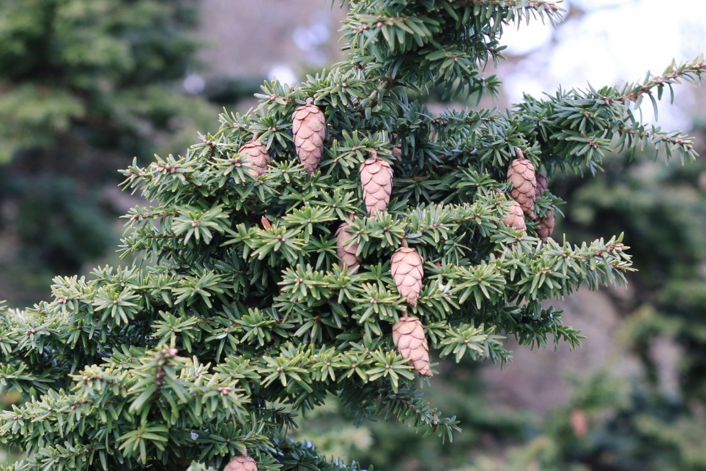 Tsuga canadensis