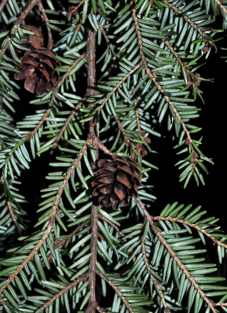 Tsuga canadensis