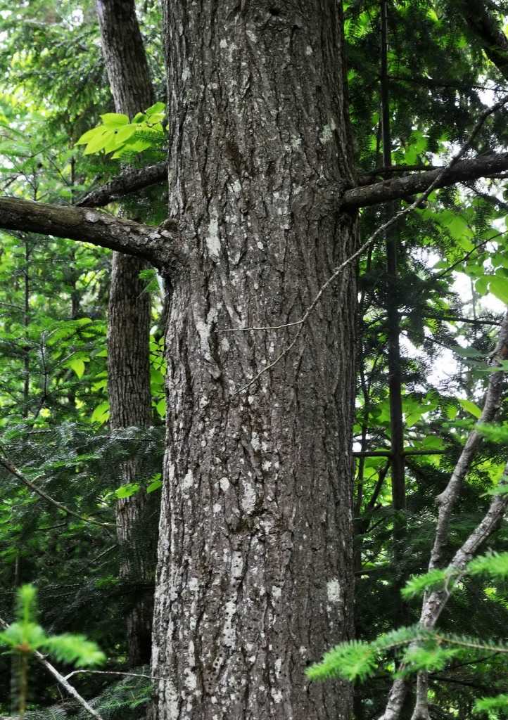 Tsuga canadensis