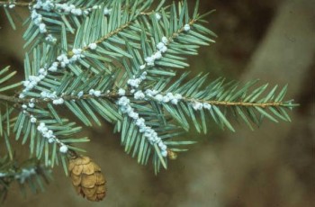 Tsuga canadensis
