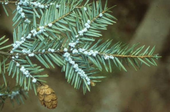 Tsuga canadensis