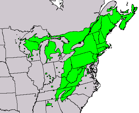 Tsuga canadensis
