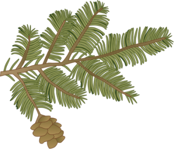Tsuga canadensis