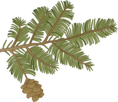 Tsuga canadensis