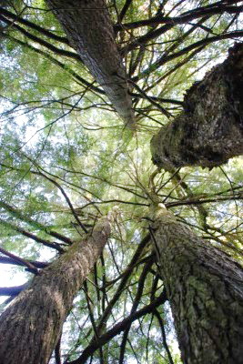 Tsuga canadensis