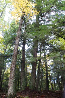 Tsuga canadensis