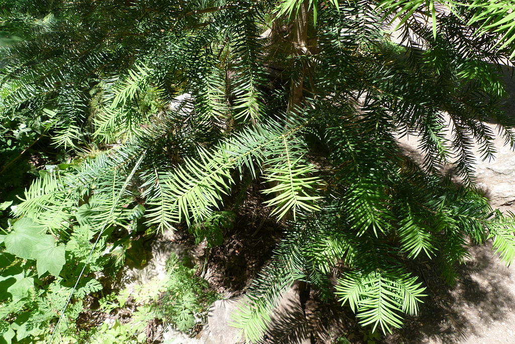 Torreya californica