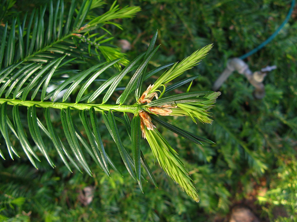 Torreya californica