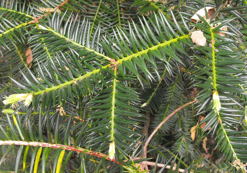 Torreya californica