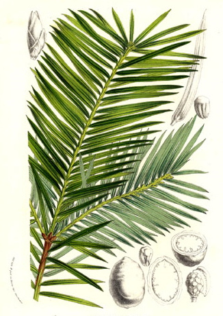 Torreya californica