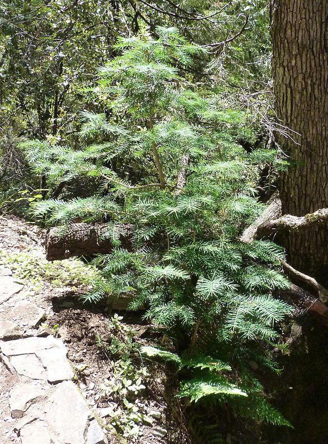 Torreya californica