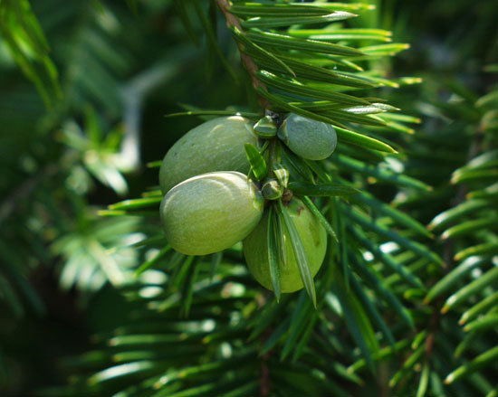 Torreya californica