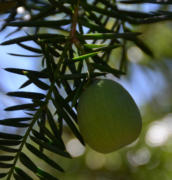 Torreya californica