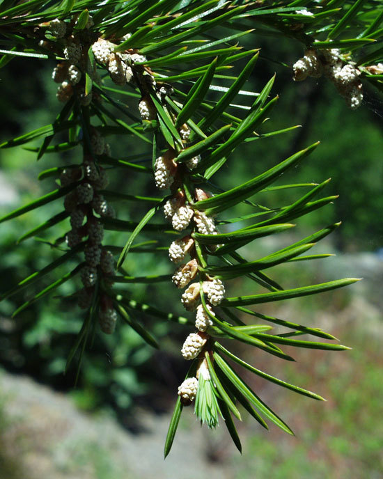 Torreya californica