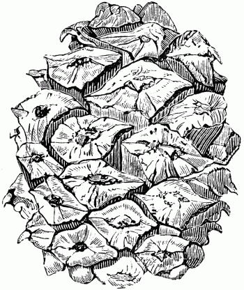 Pinus bungeana