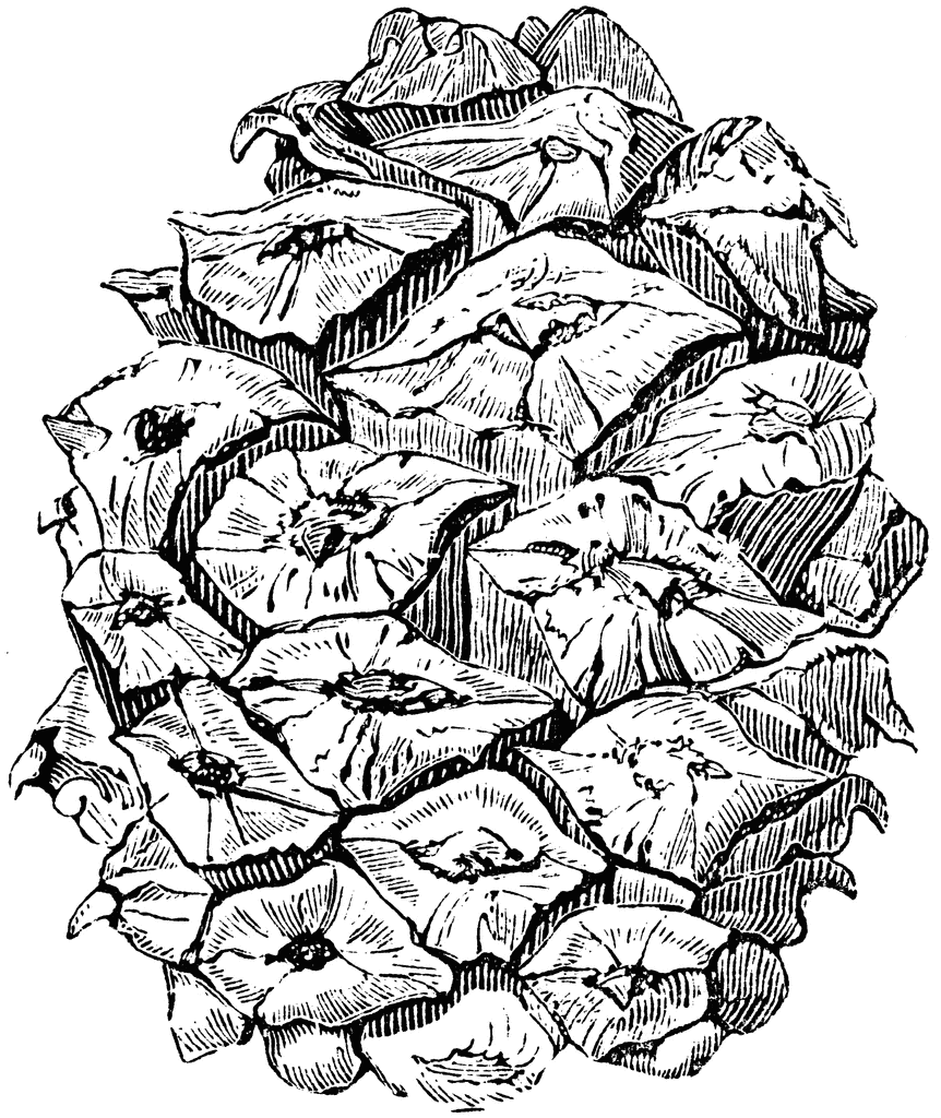 Pinus bungeana