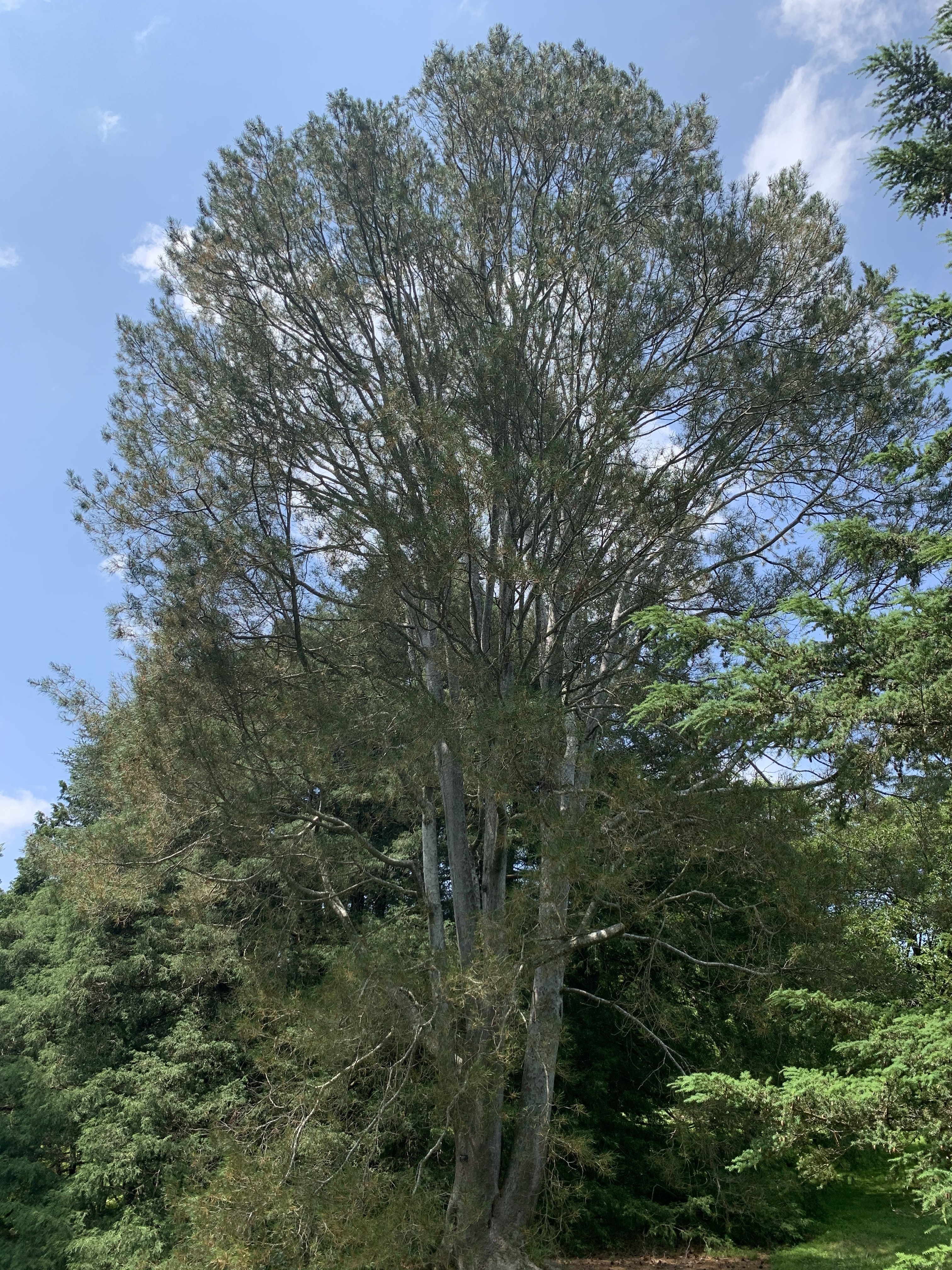 Pinus bungeana