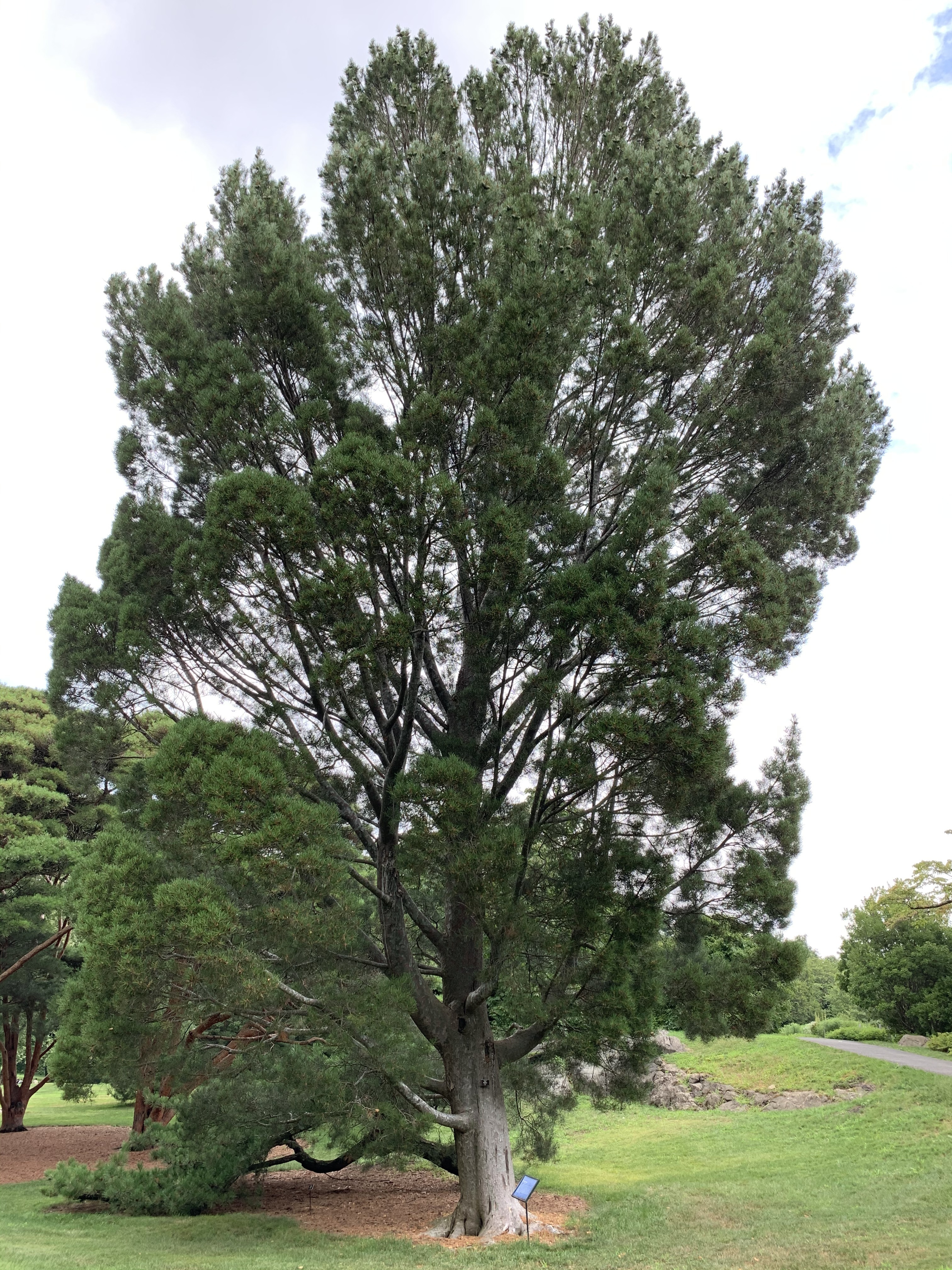 Pinus bungeana