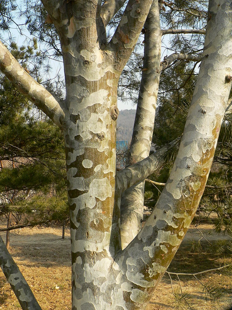 Pinus bungeana