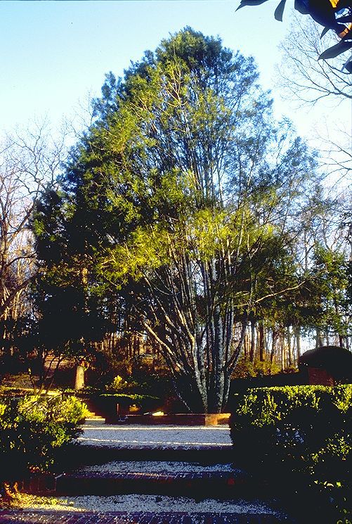 Pinus bungeana