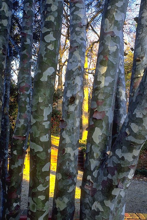 Pinus bungeana
