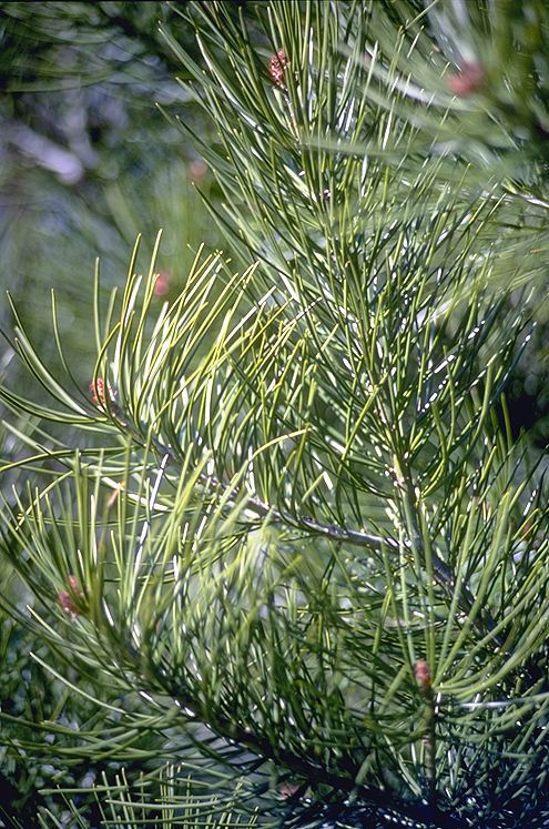 Pinus bungeana