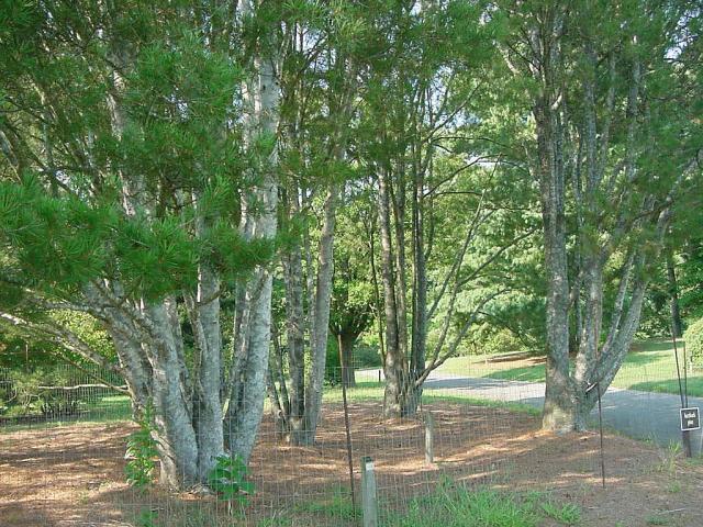 Pinus bungeana