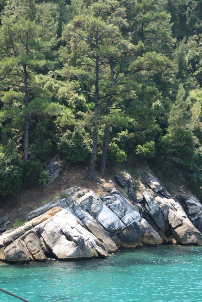 Pinus brutia