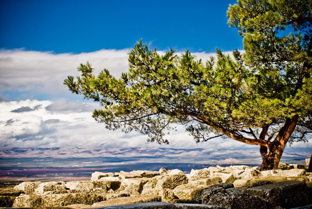 Pinus brutia