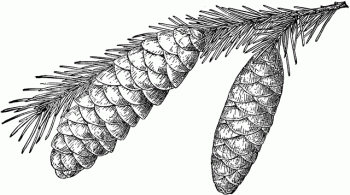 Picea breweriana