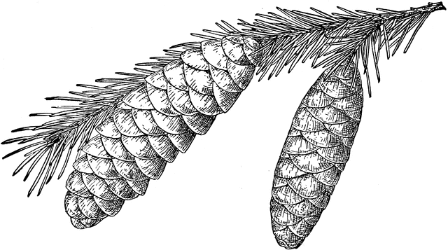 Picea breweriana