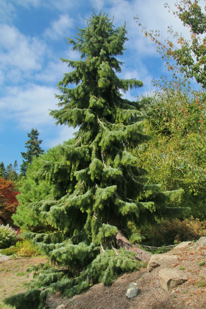 Picea breweriana
