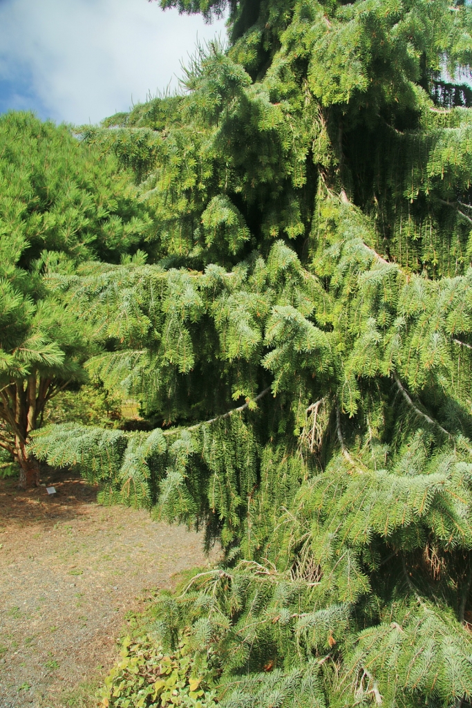 Picea breweriana