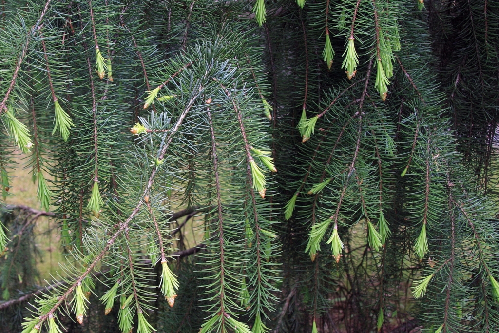 Picea breweriana