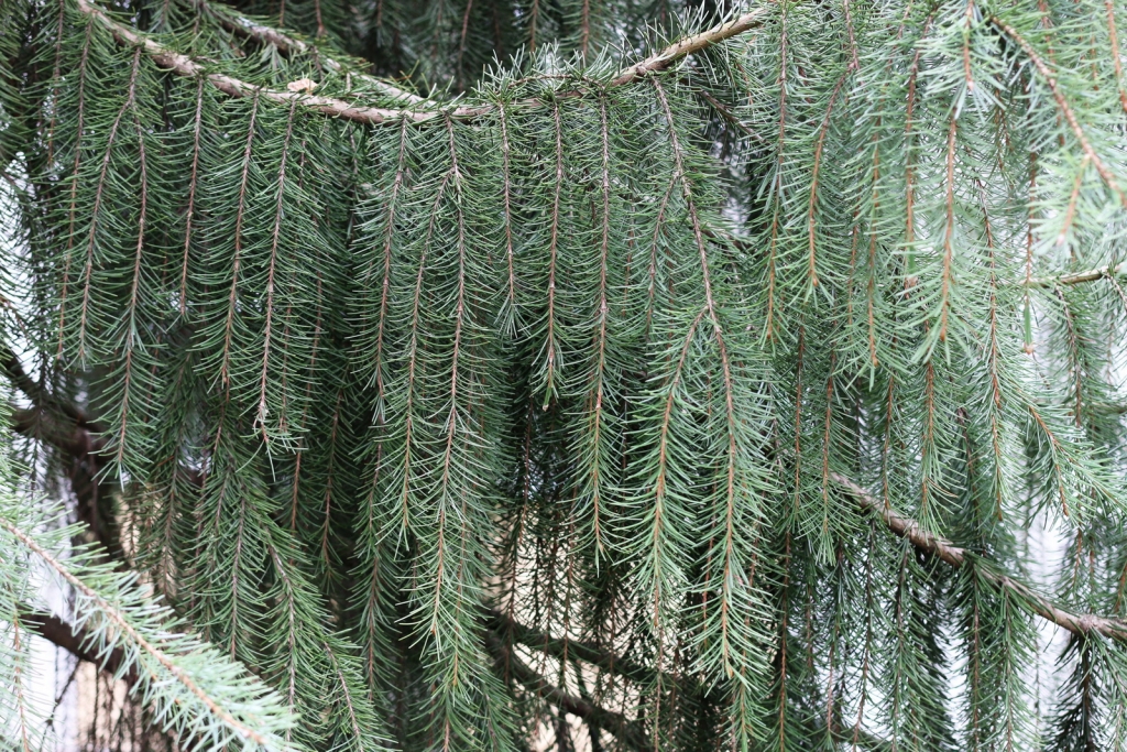 Picea breweriana