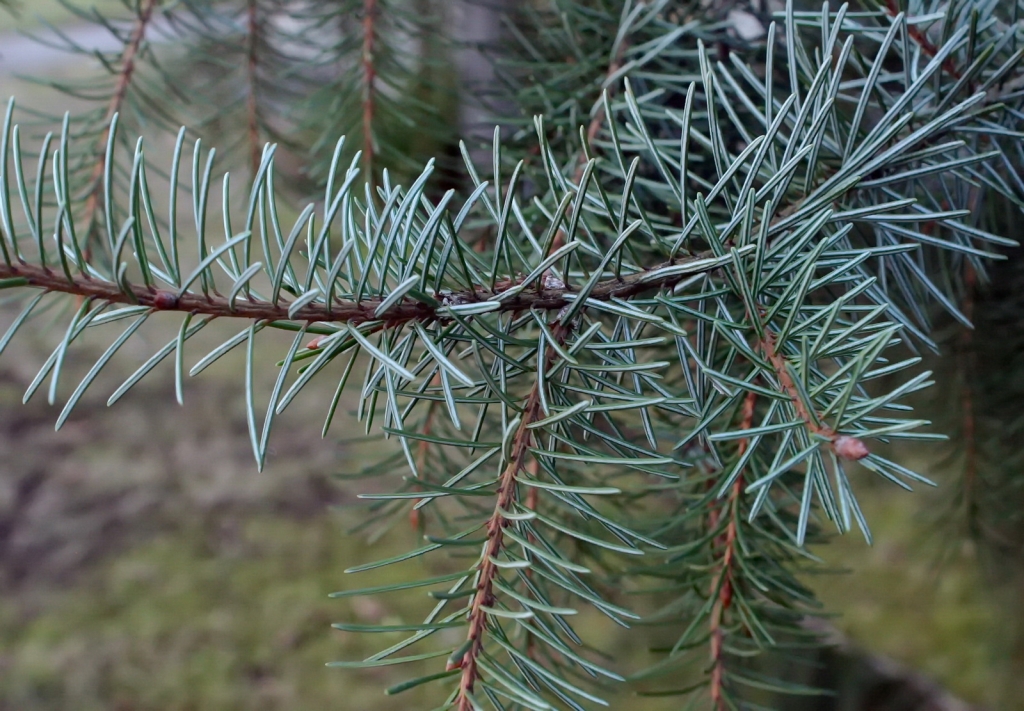 Picea breweriana