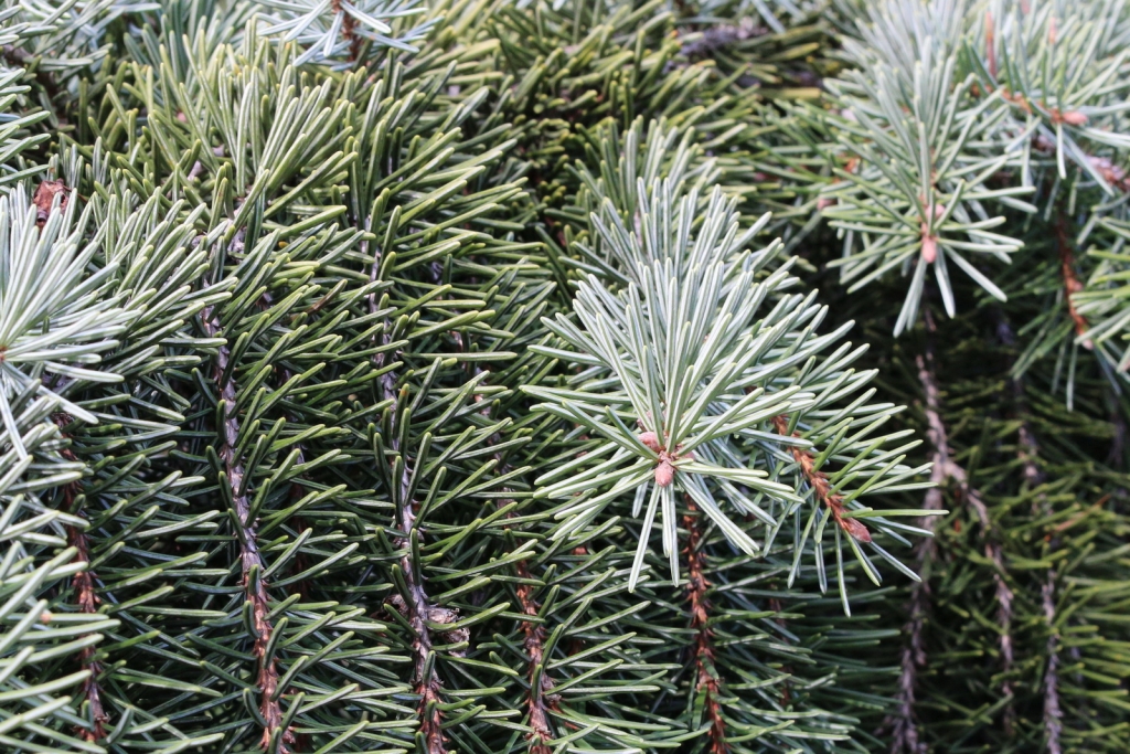 Picea breweriana