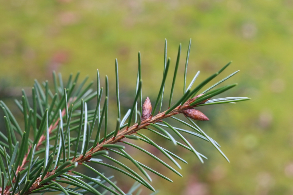 Picea breweriana