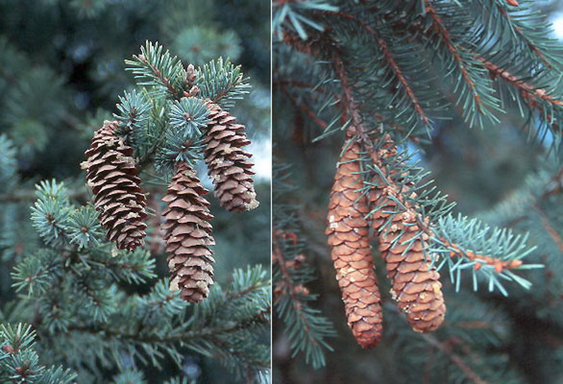 Picea breweriana