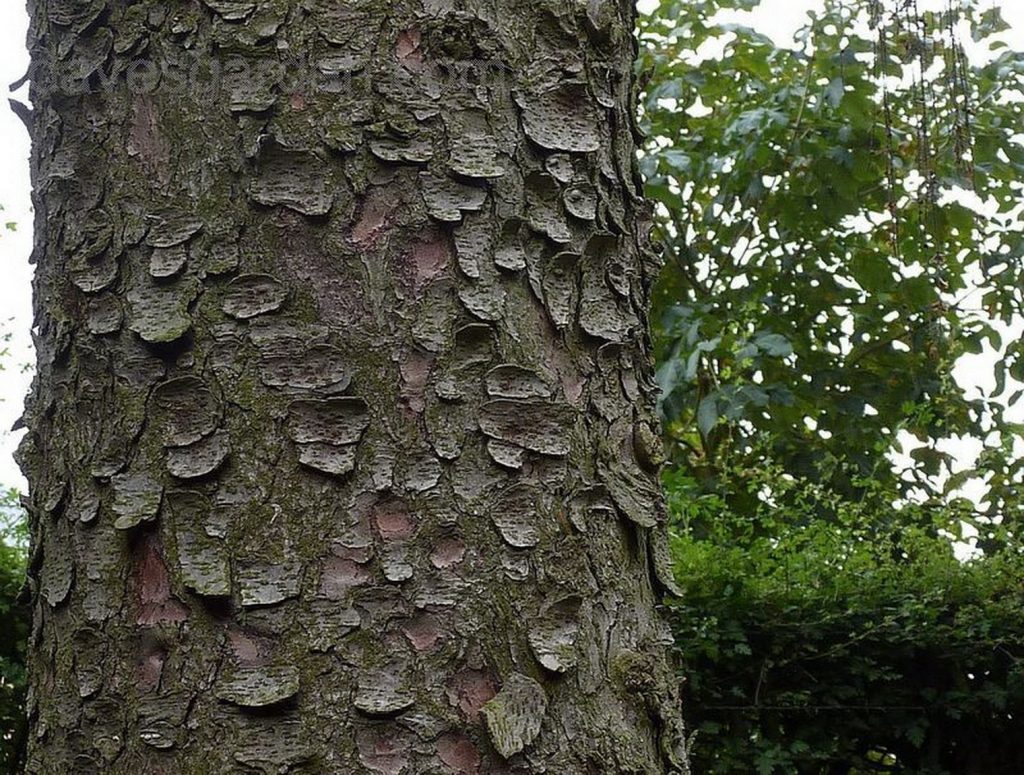Picea breweriana