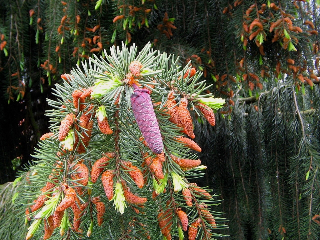 Picea breweriana