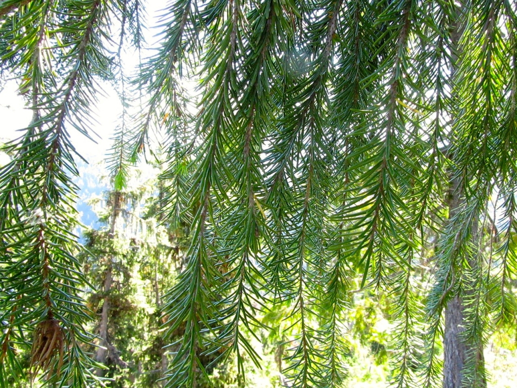 Picea breweriana