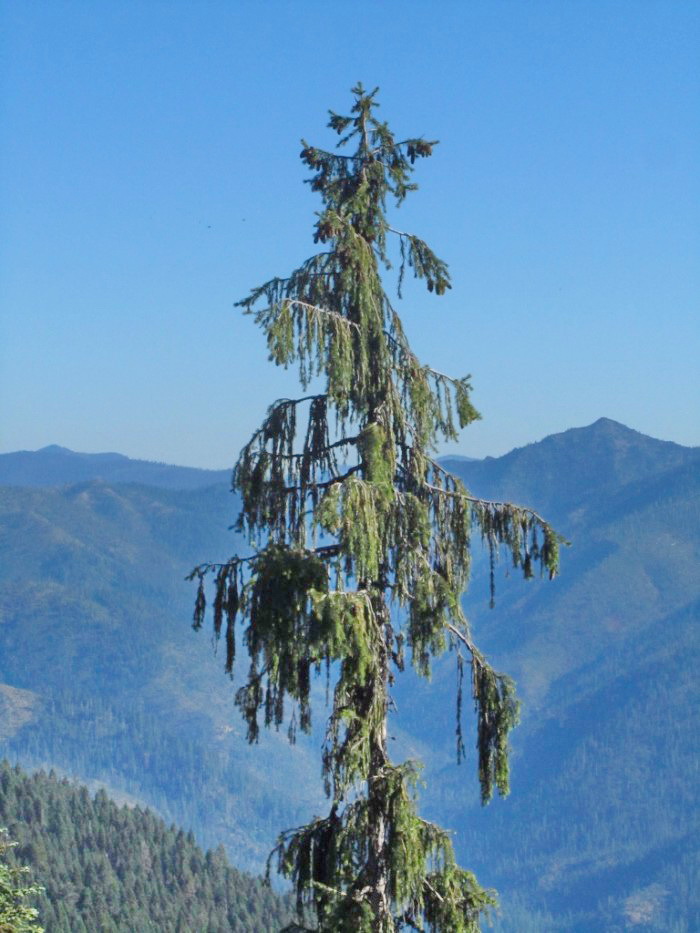 Picea breweriana