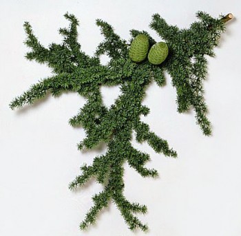 Cedrus brevifolia