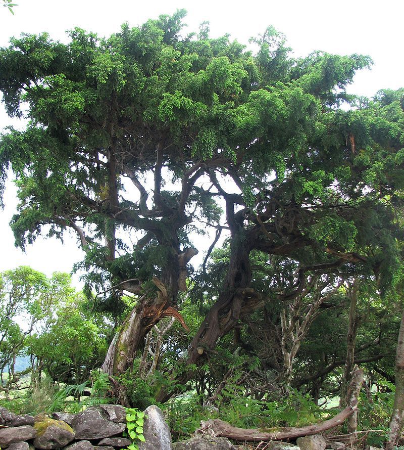 Juniperus brevifolia