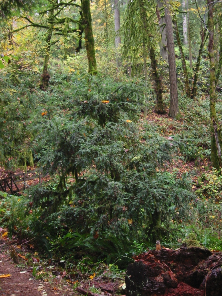 Taxus brevifolia