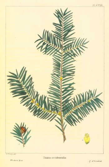 Taxus brevifolia