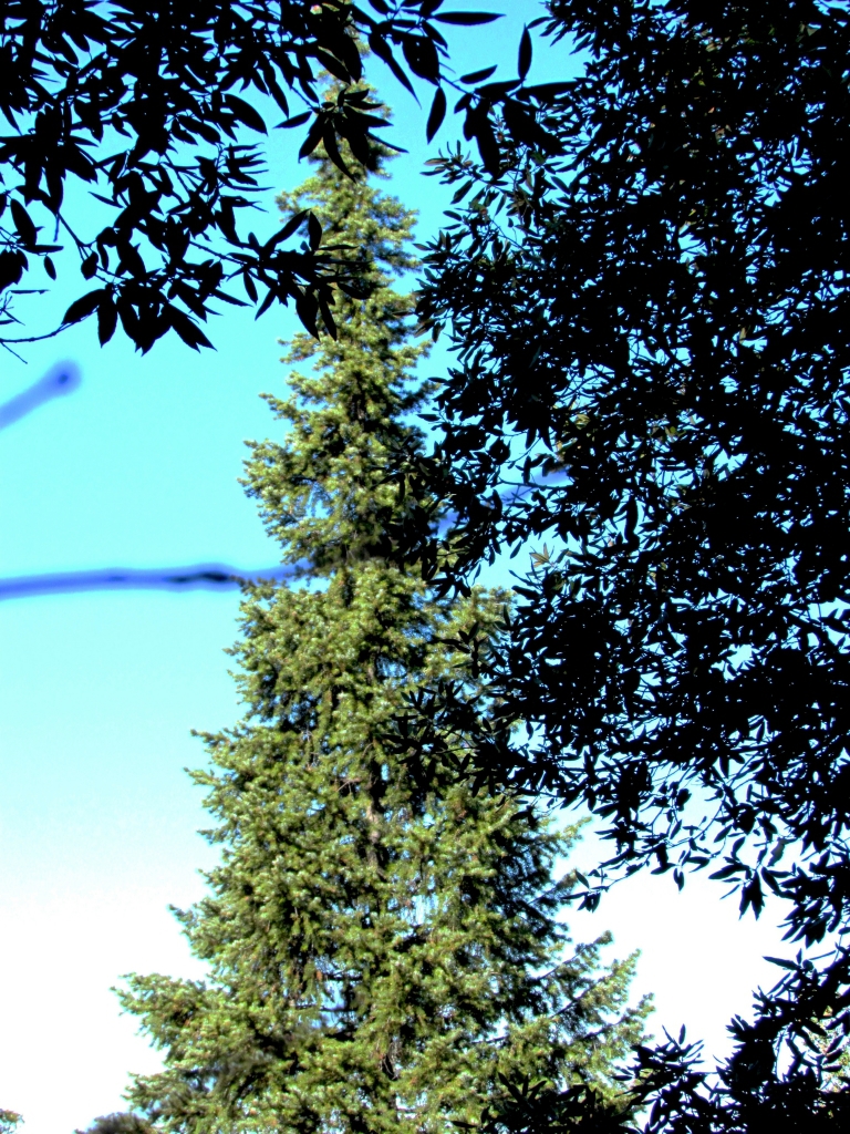 Abies bracteata